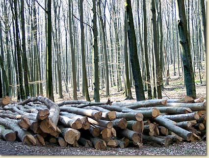 Holzwirtschaft nach PEFC